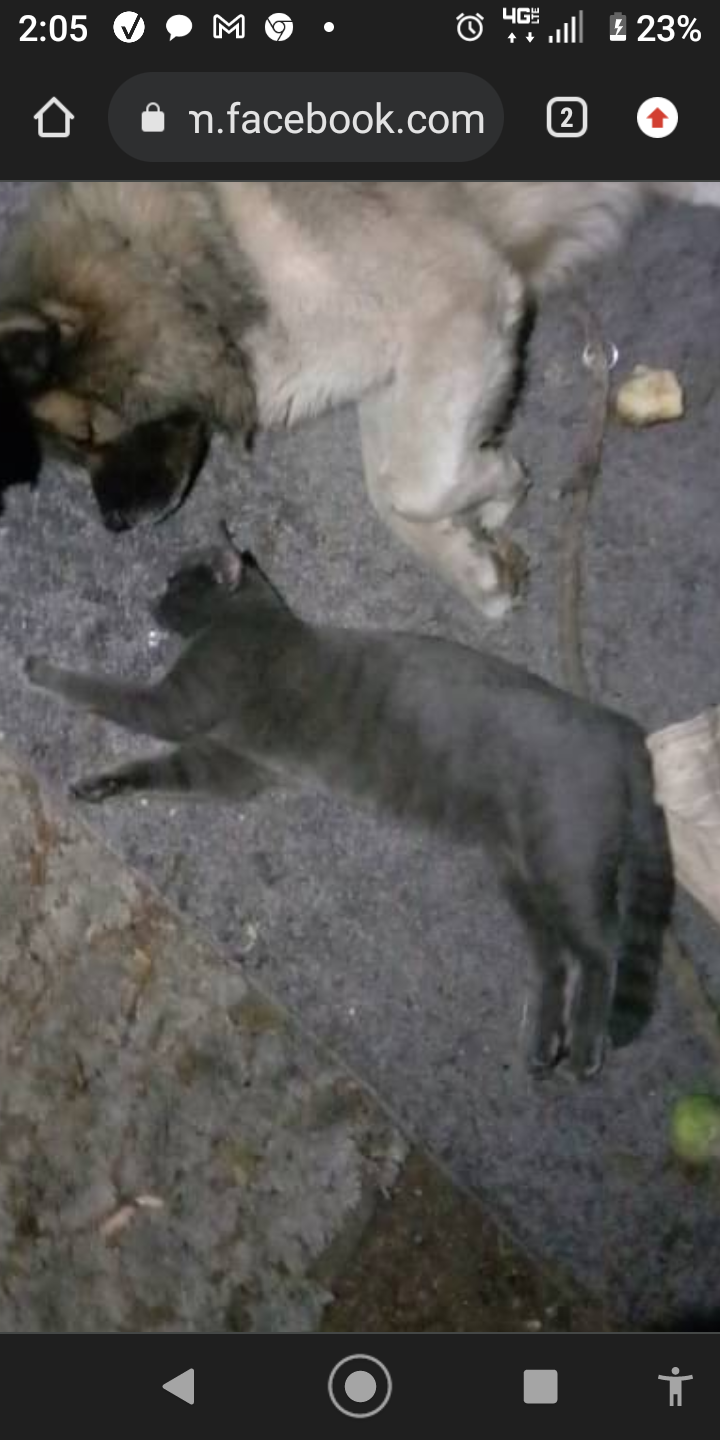 Image of ( Gray )African gray, Lost Cat