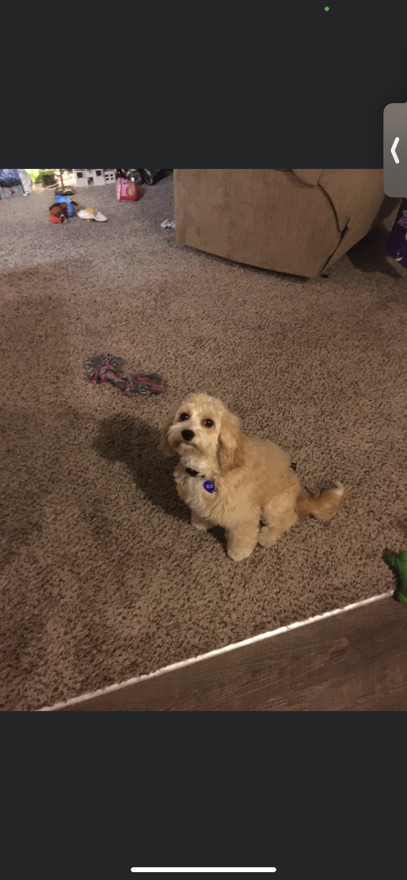 Image of Lanie, Lost Dog