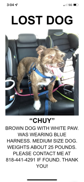 Image of Chuy, Lost Dog