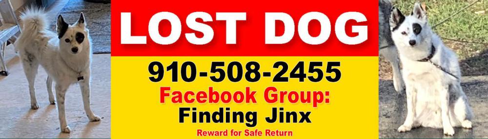 Image of Jinx, Lost Dog