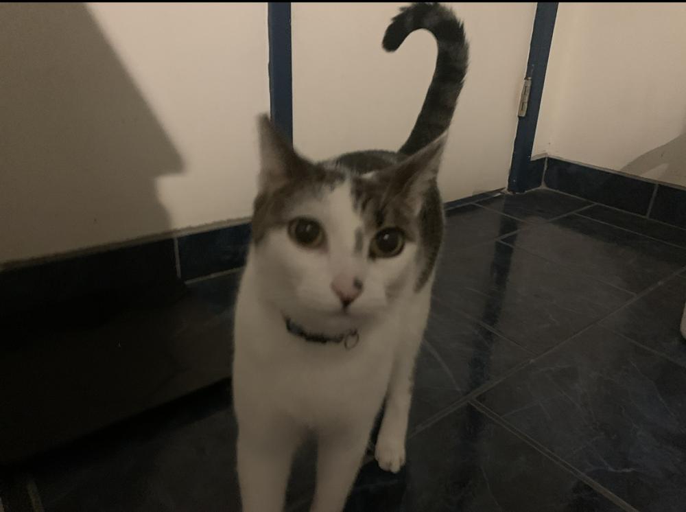 Image of Kobe, Lost Cat