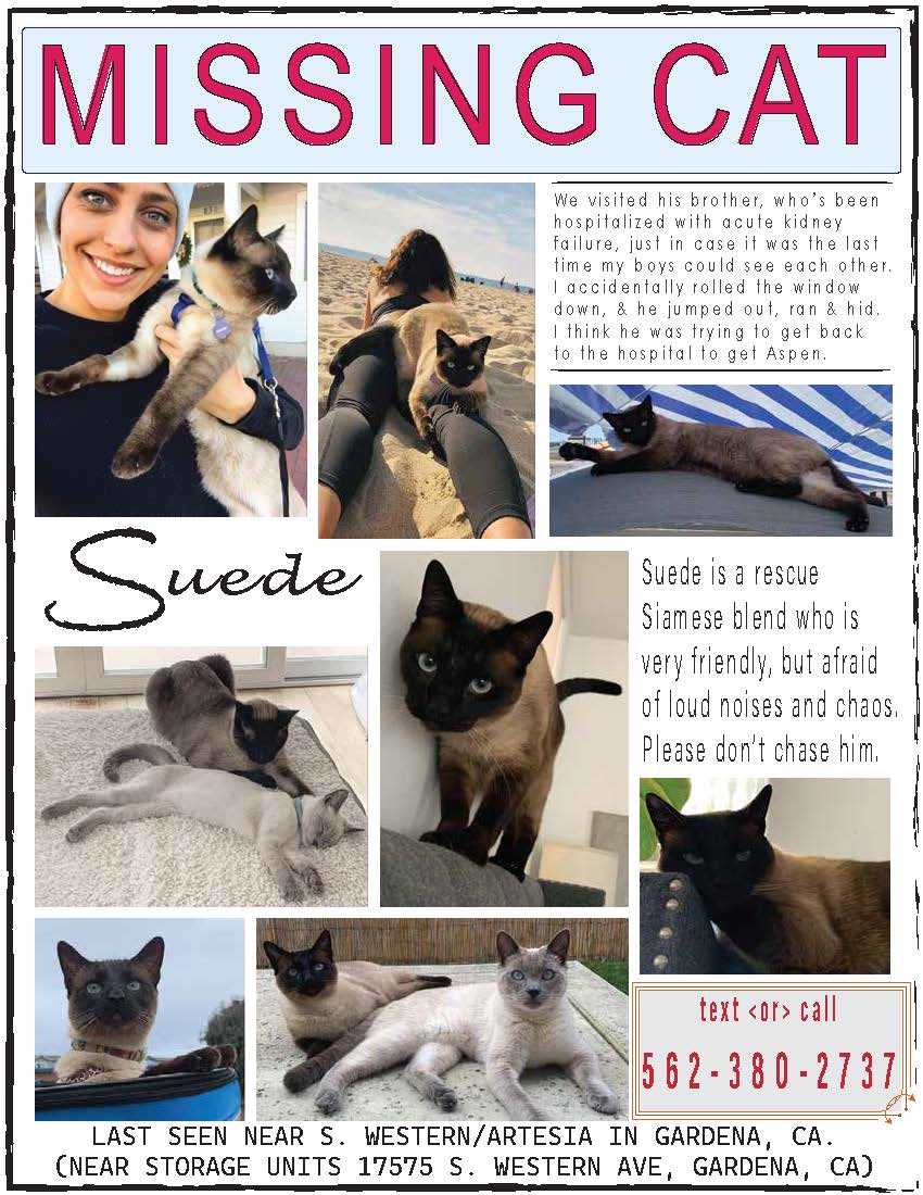 Image of Suede, Lost Cat