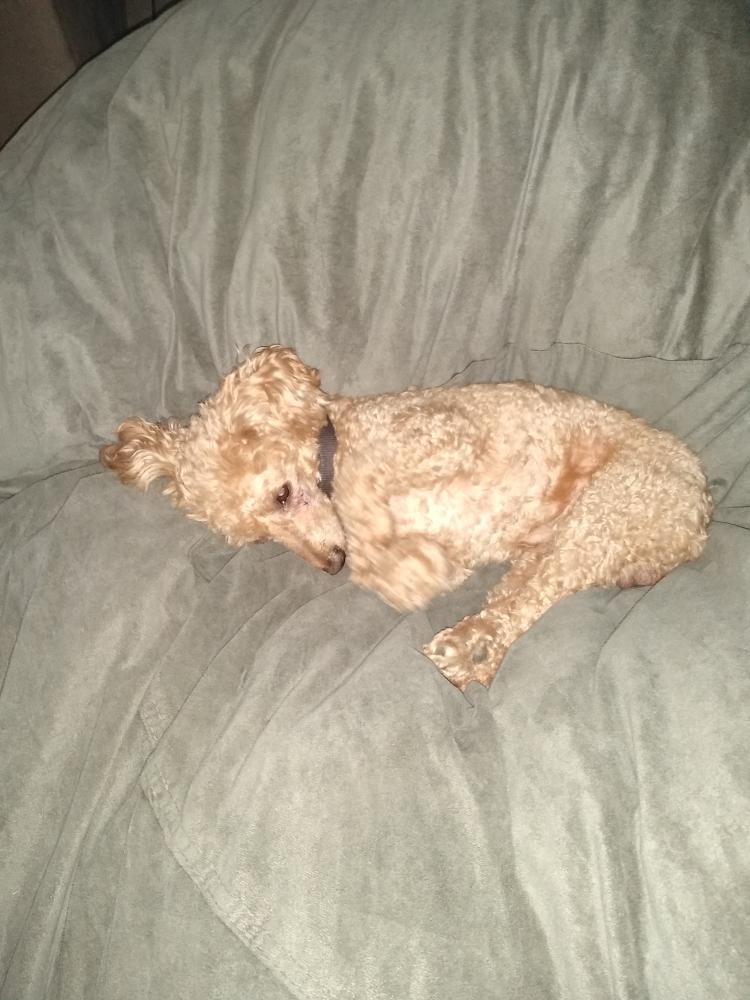 Image of Muppet, Lost Dog