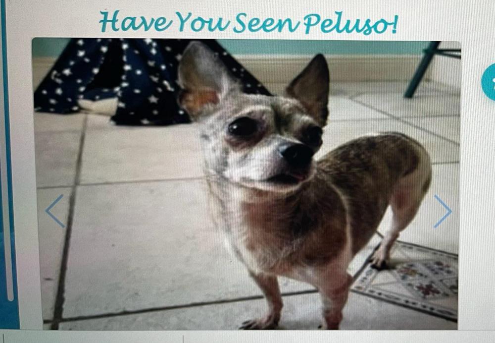 Image of Peluso, Lost Dog