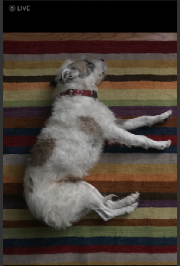 Image of Poppy, Lost Dog