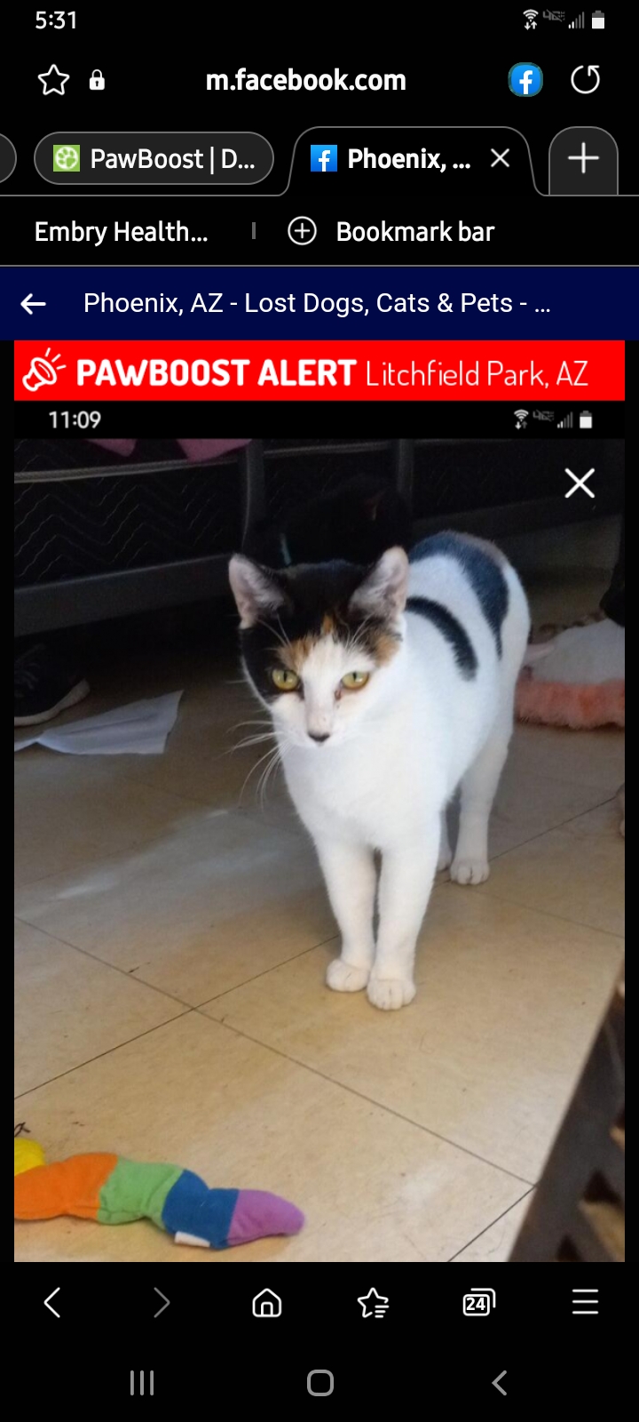 Image of Calica, Lost Cat