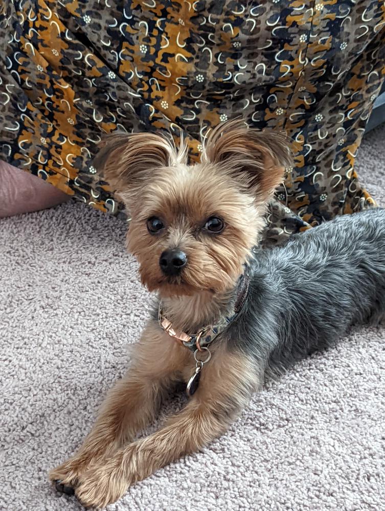 Image of Coco (Yorkie), Lost Dog