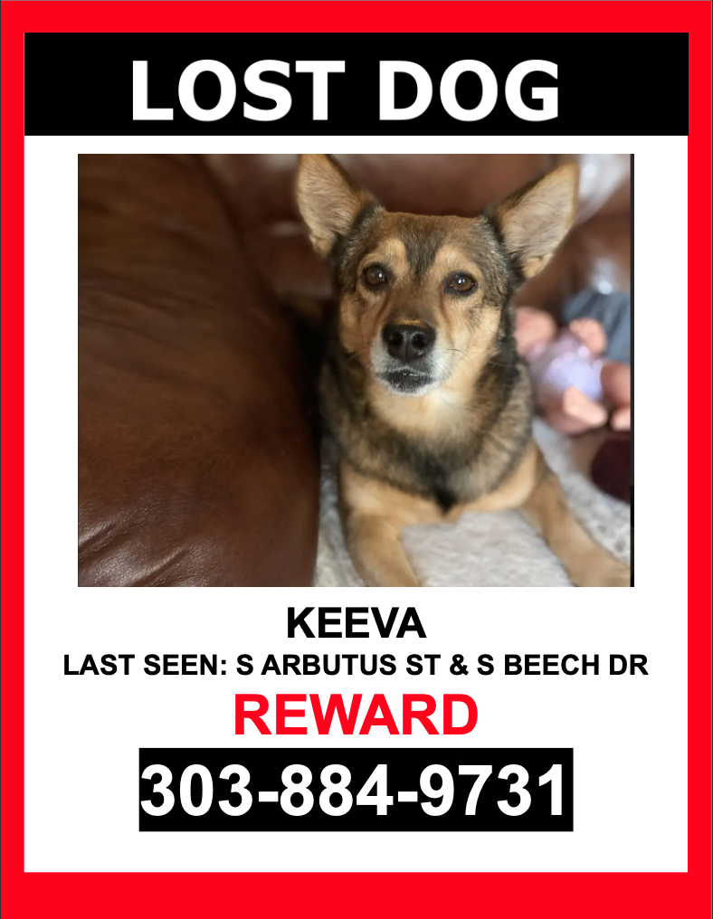 Image of Keeva, Lost Dog
