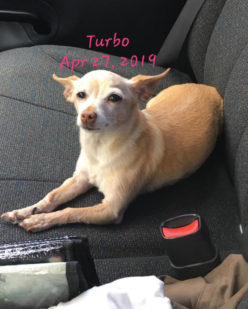 Image of Turbo, Lost Dog