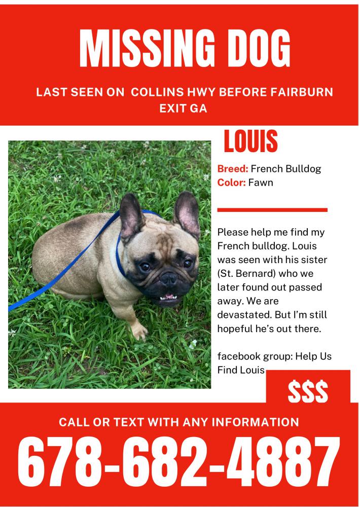 Image of LOUIS, Lost Dog
