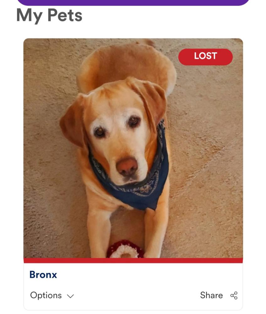 Image of Bronx, Lost Dog