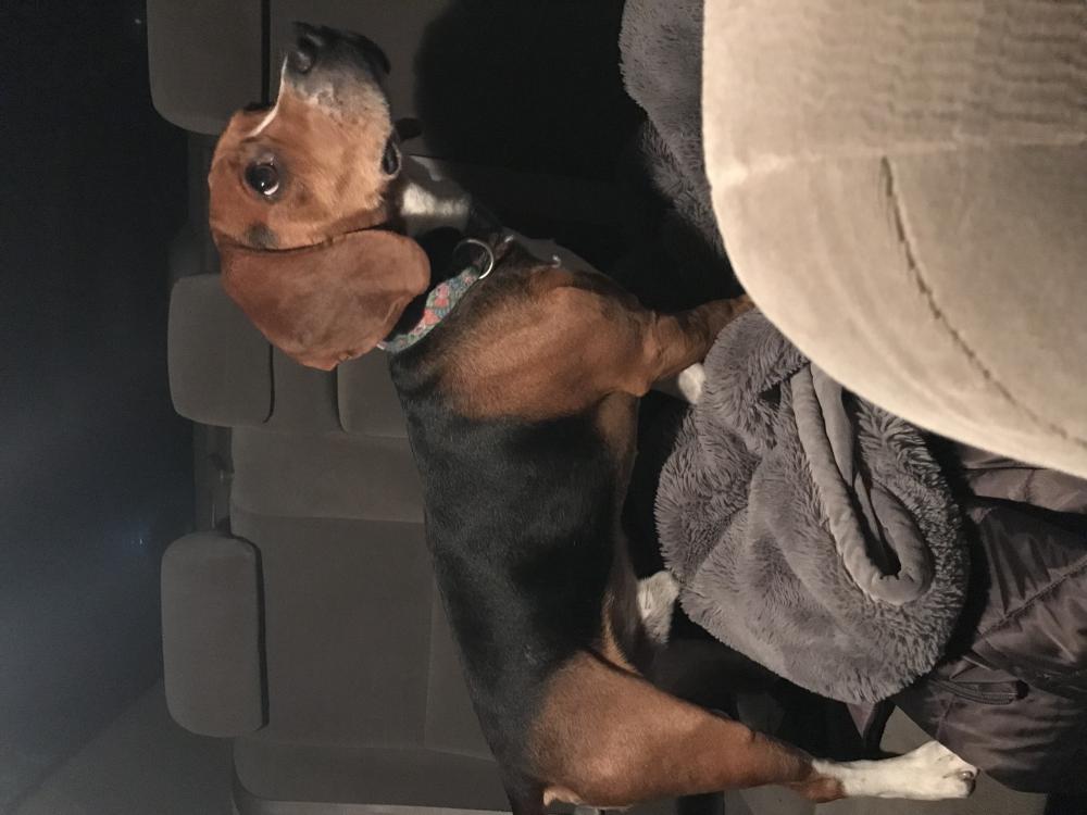 Image of Don’t know, Found Dog