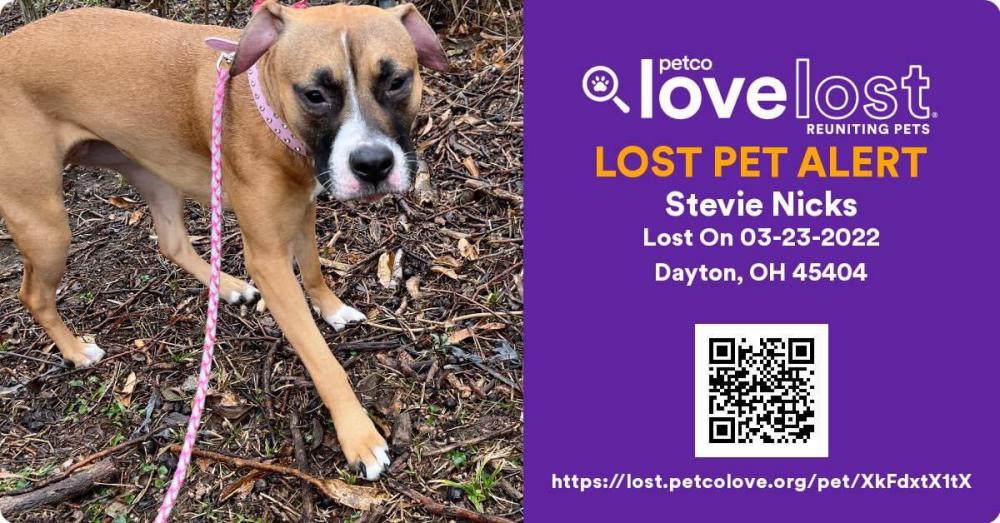 Image of Stevie Nicks, Lost Dog