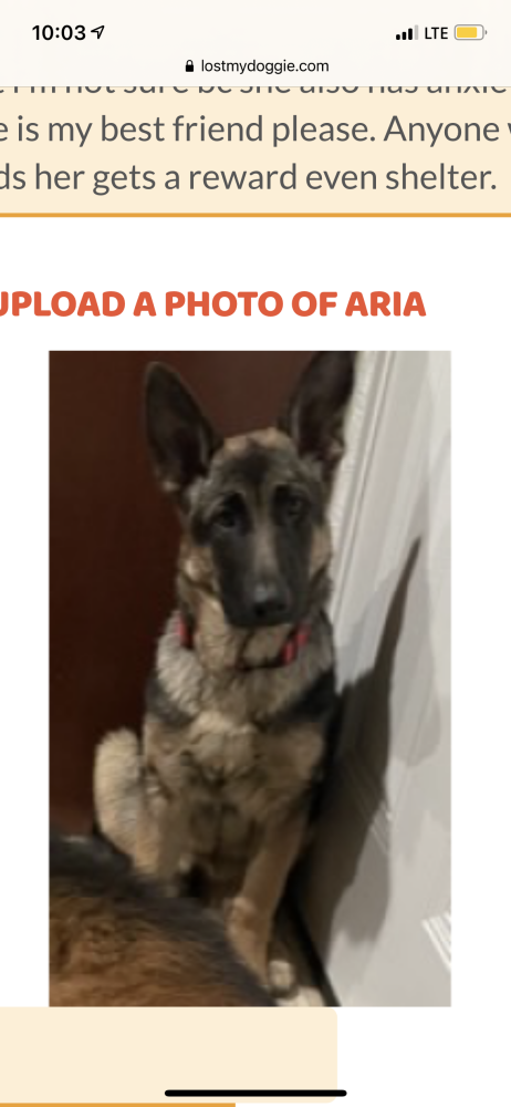 Image of Aria, Lost Dog