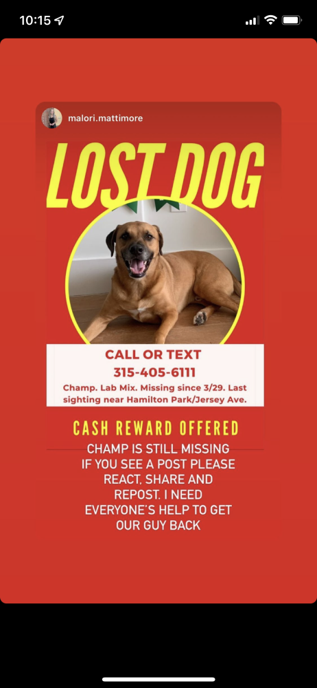 Image of Champ, Lost Dog