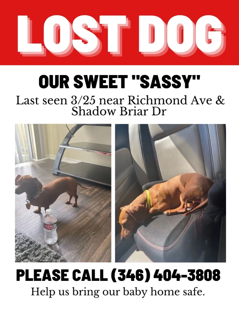 Image of Sassy, Lost Dog
