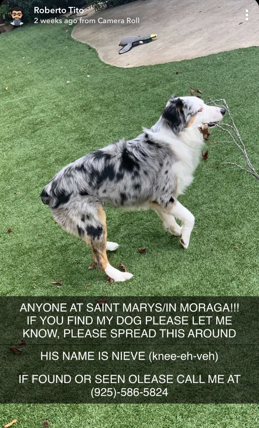 Image of Nieve, Lost Dog