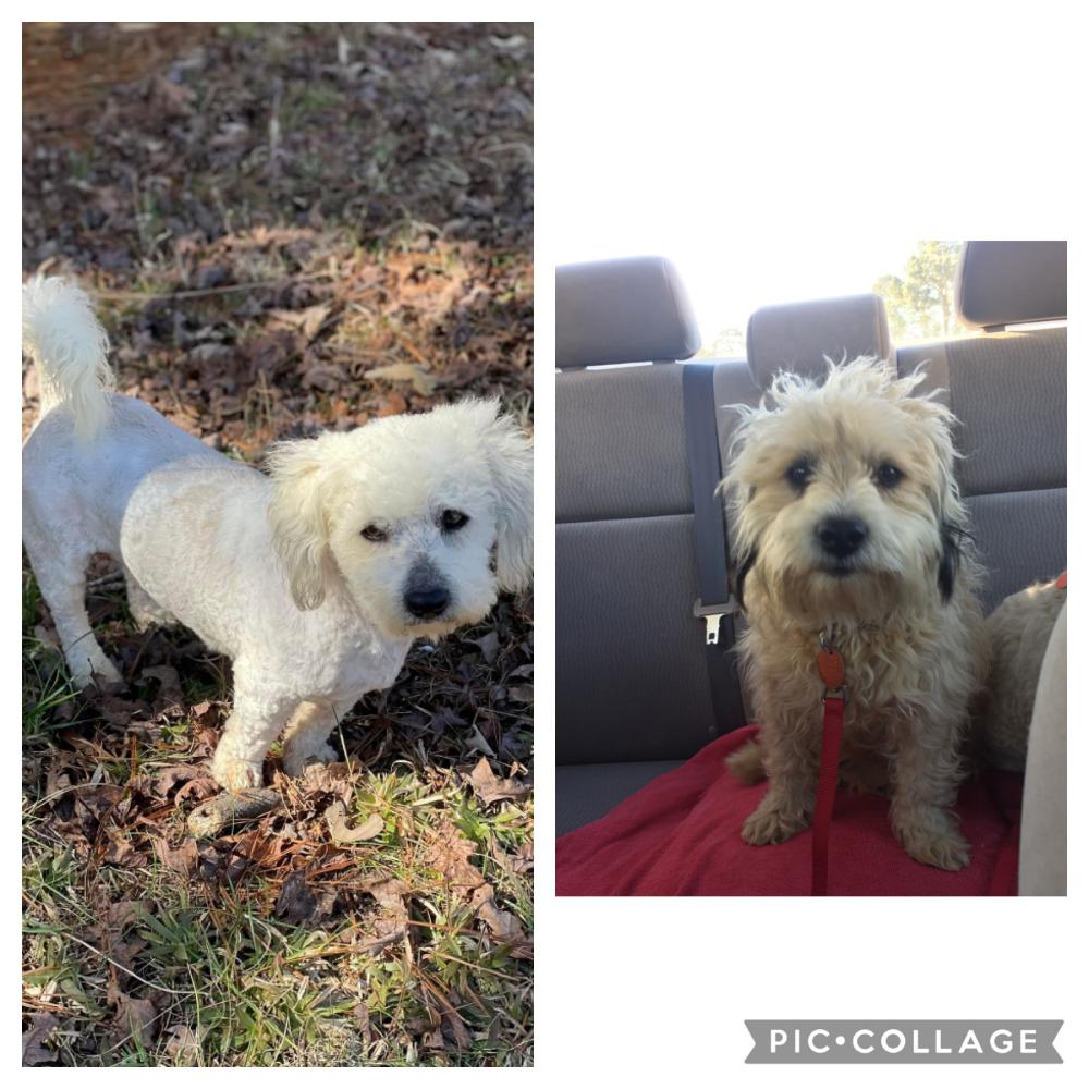 Image of Unkown (Found dogs), Found Dog