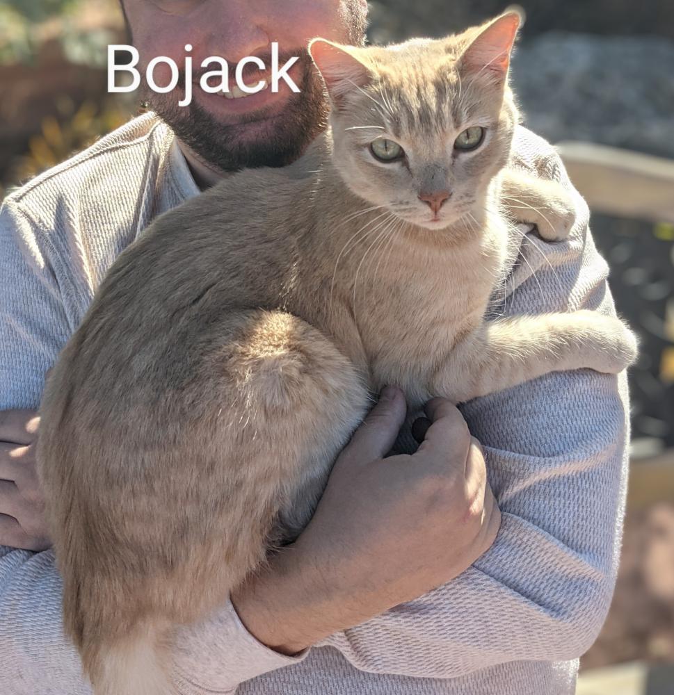 Image of Bojack, Lost Cat