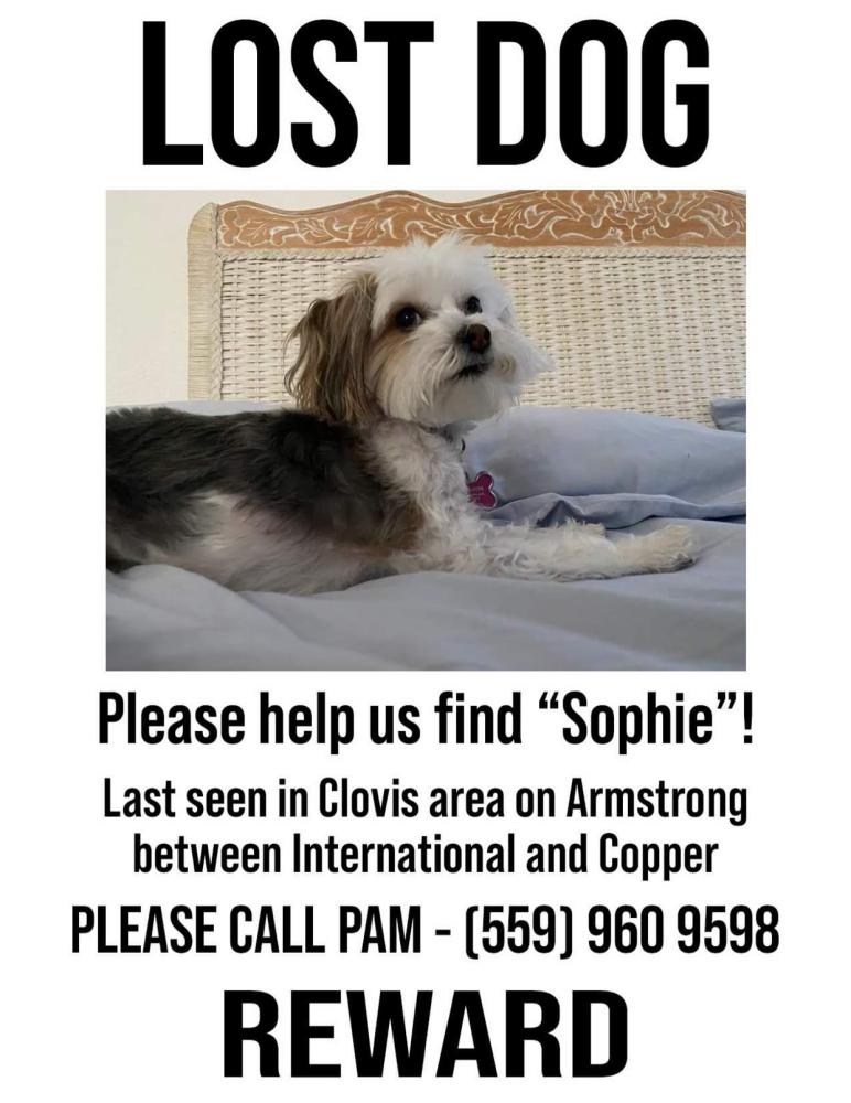 Image of Sophie, Lost Dog