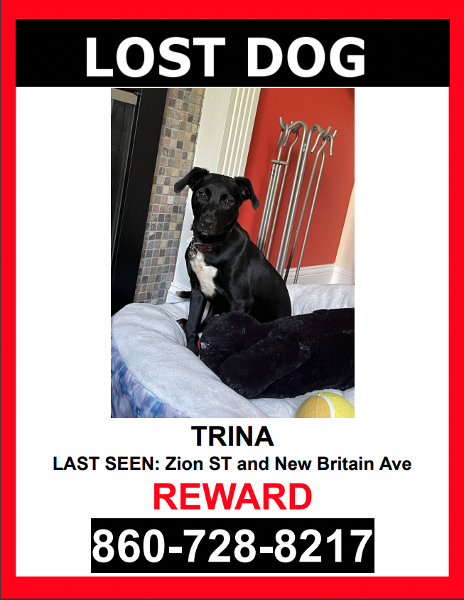 Image of Trina, Lost Dog