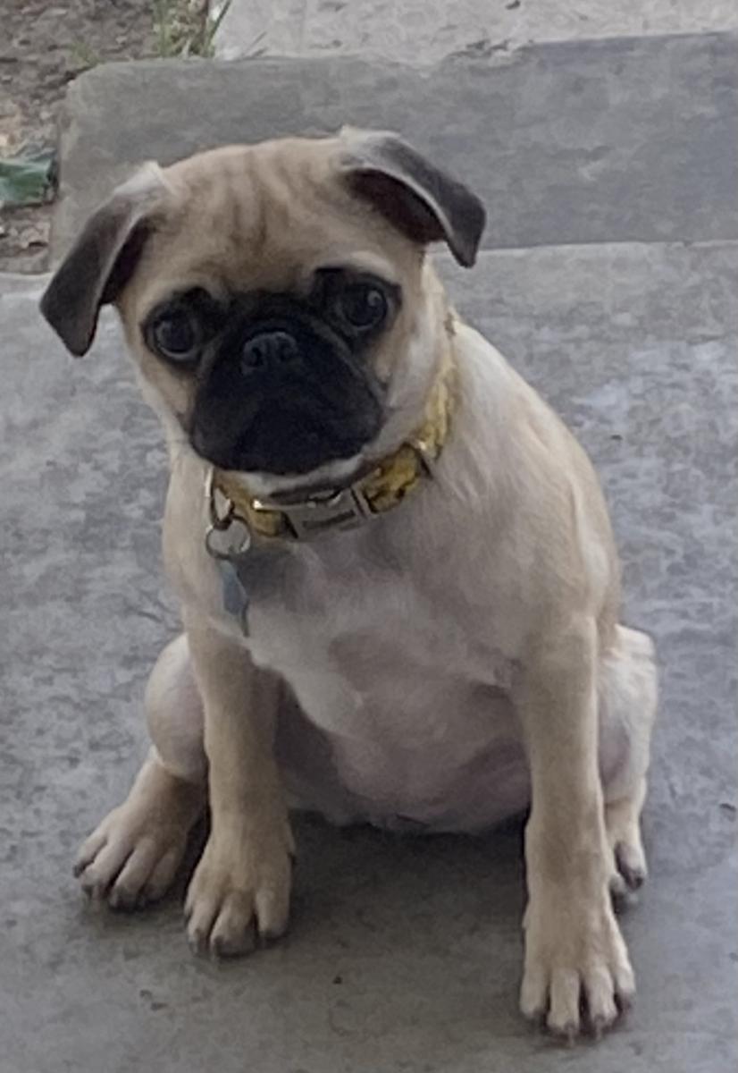 Image of Chiquis Covarrubias, Lost Dog