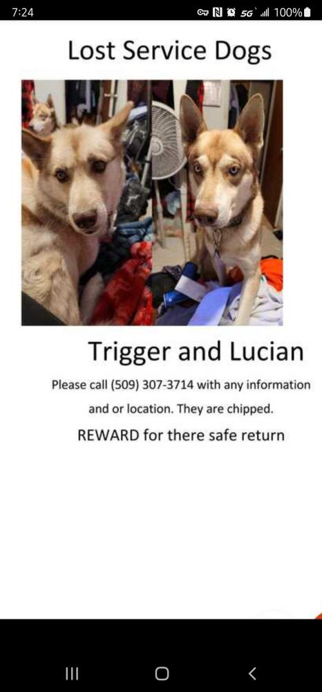 Image of Lucian & Trigger, Lost Dog