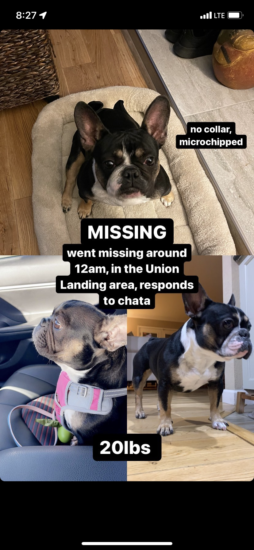 Image of Chata, Lost Dog