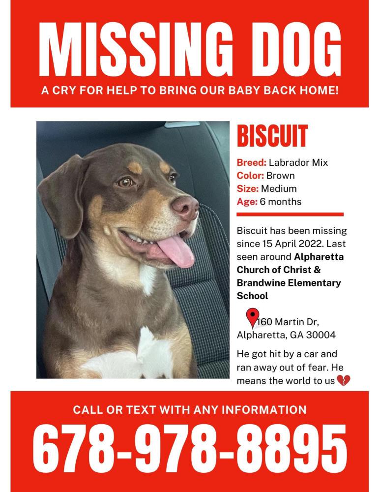 Image of Biscuit, Lost Dog