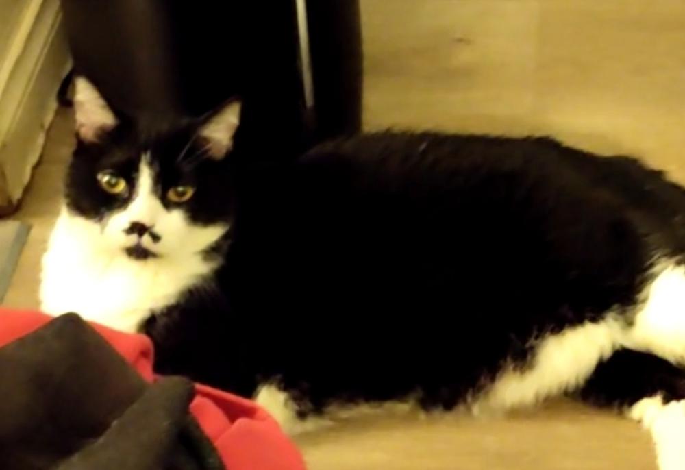 Image of Boba Fatty Cat, Lost Cat