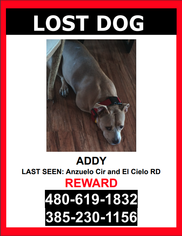Image of Addy, Lost Dog