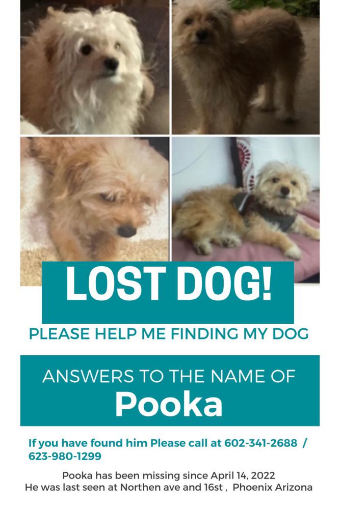 Image of Pooka, Lost Dog