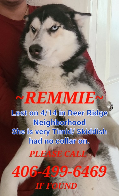 Image of Remmie, Lost Dog
