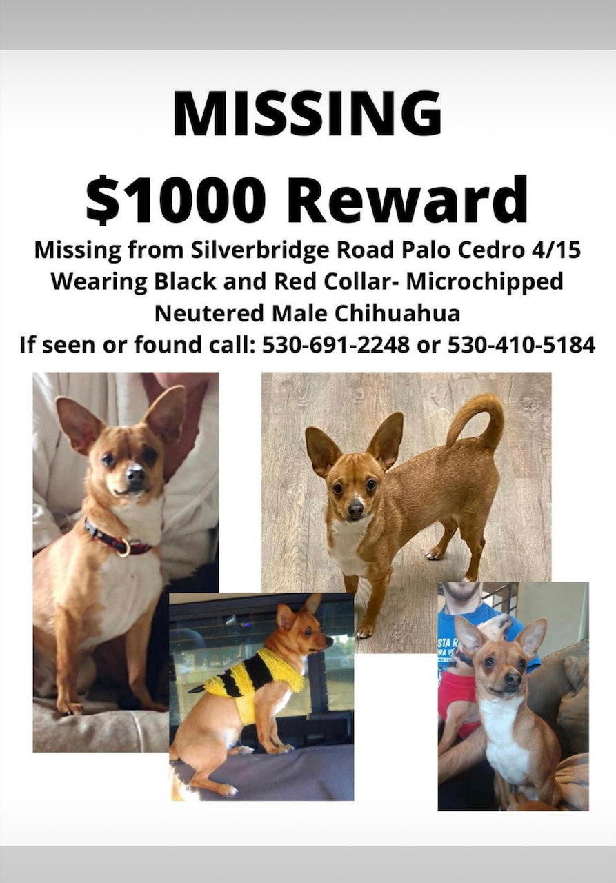 Image of Buzz, Lost Dog