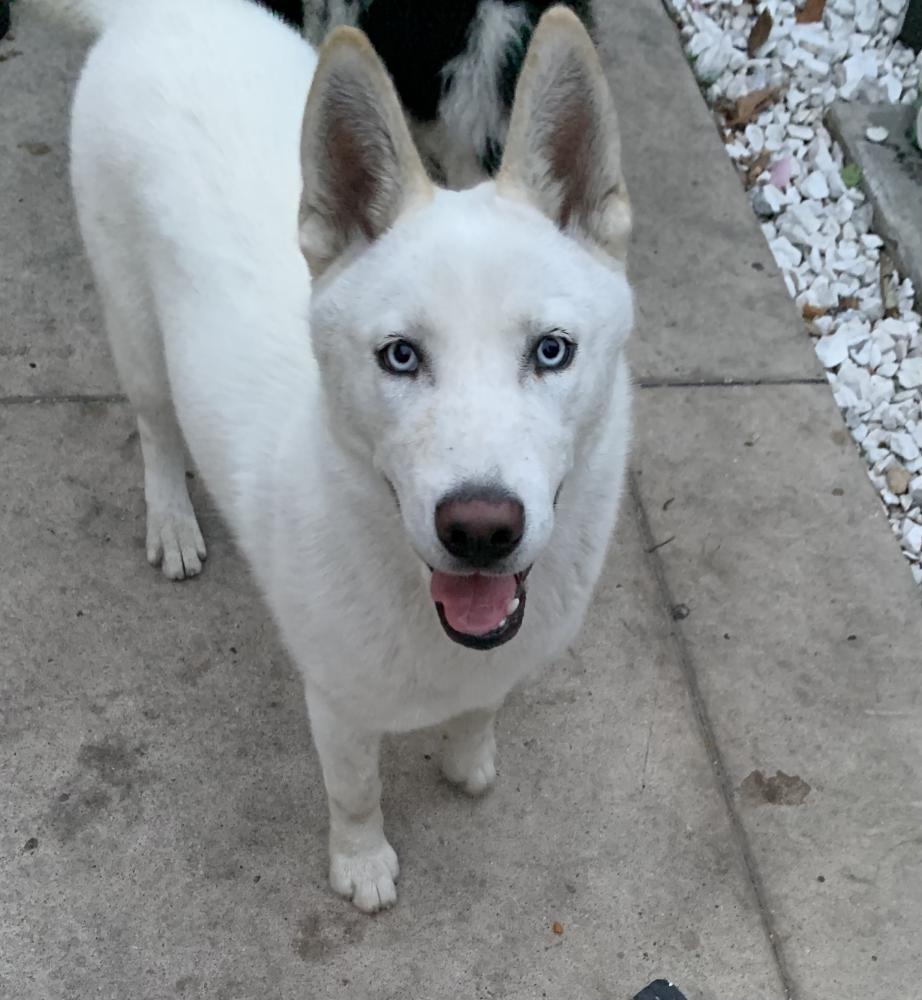 Image of White Female Husky, Found Dog