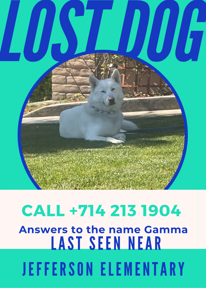 Image of Gamma, Lost Dog