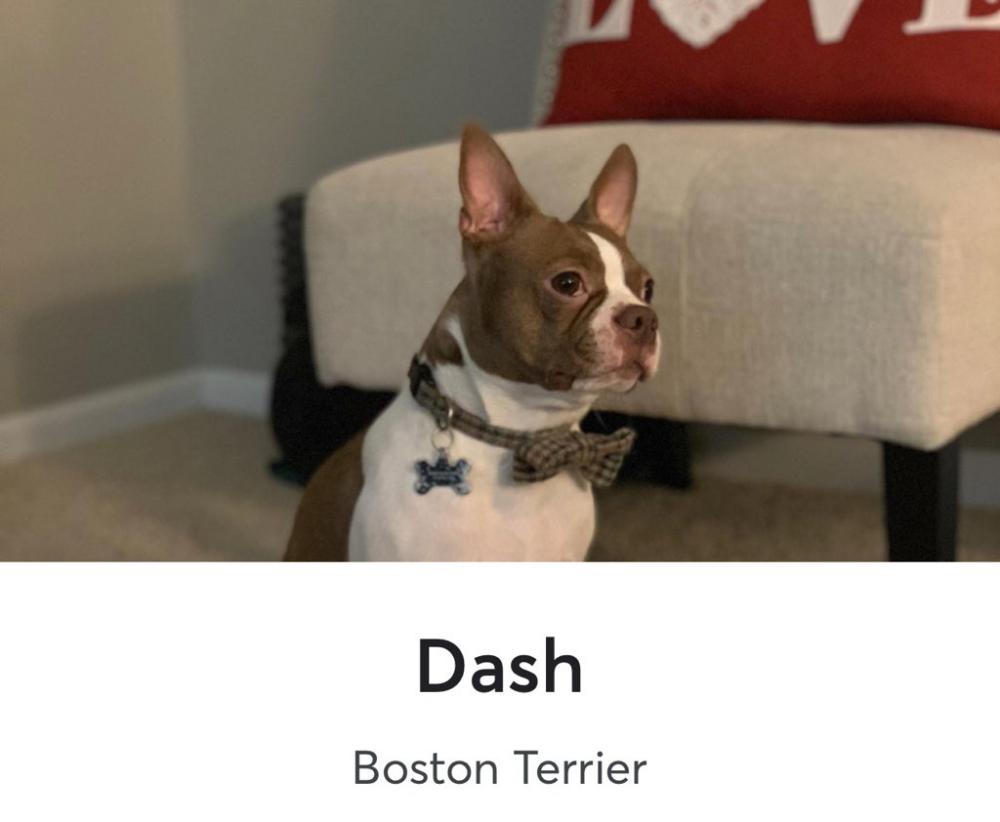 Image of dash, Lost Dog