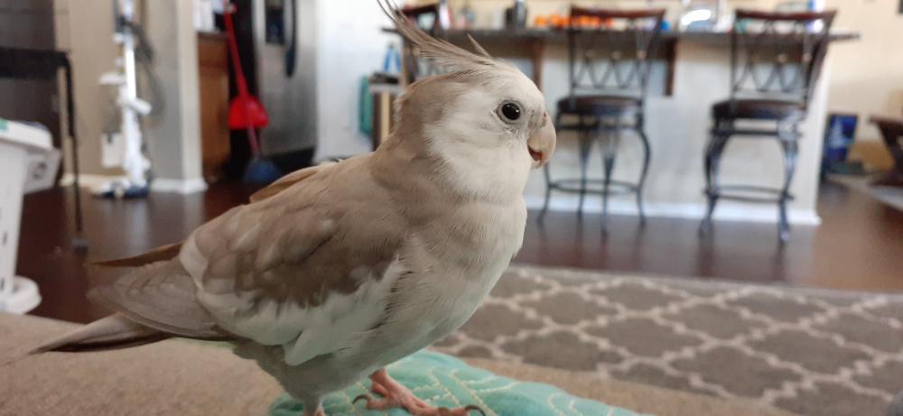 Image of Oliver, Lost Bird