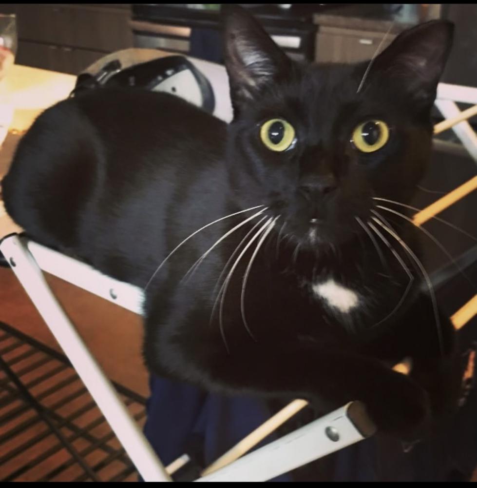 Image of Vito, Lost Cat