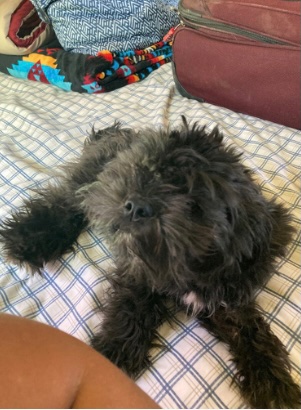 Image of Chewie, Lost Dog