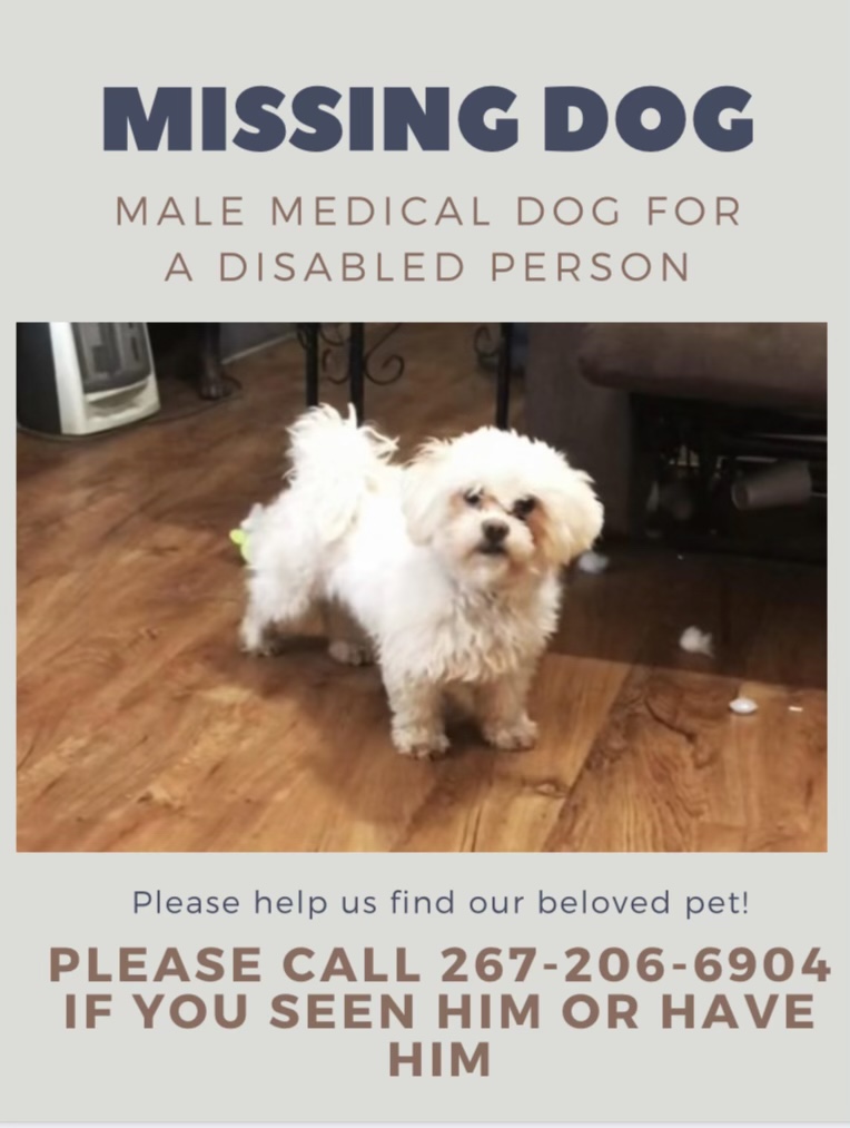 Image of Mason, Lost Dog