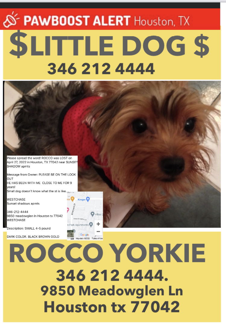 Image of ROCCO.  Yorkie, Lost Dog