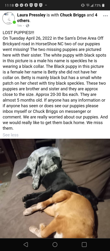 Image of Speckles&Betty, Lost Dog