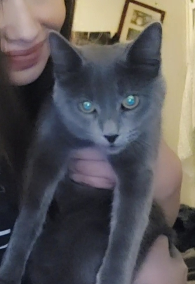 Image of Little blue, Lost Cat