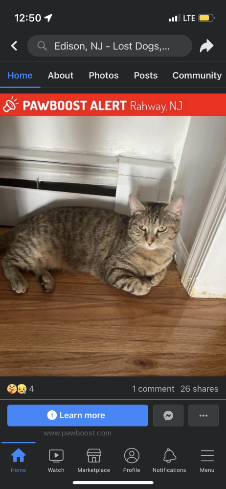 Image of Mamas, Lost Cat
