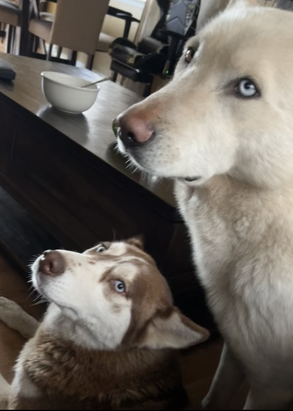 Image of Cloud and Bella, Lost Dog