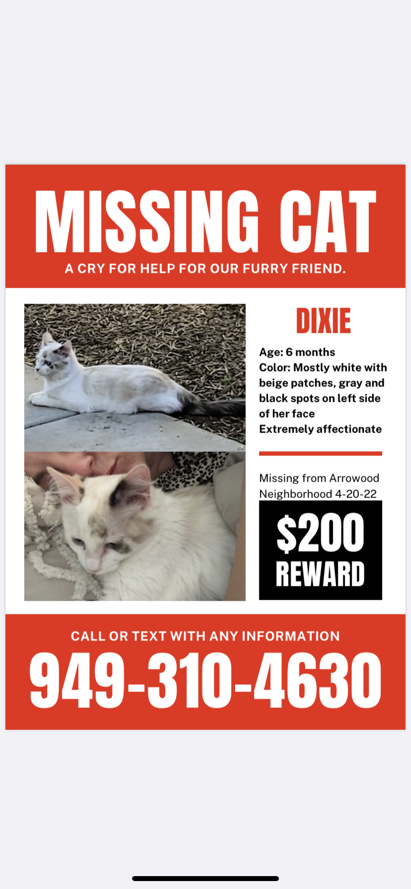 Image of Dixie, Lost Cat