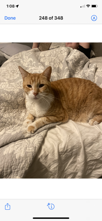 Image of gingy, Lost Cat