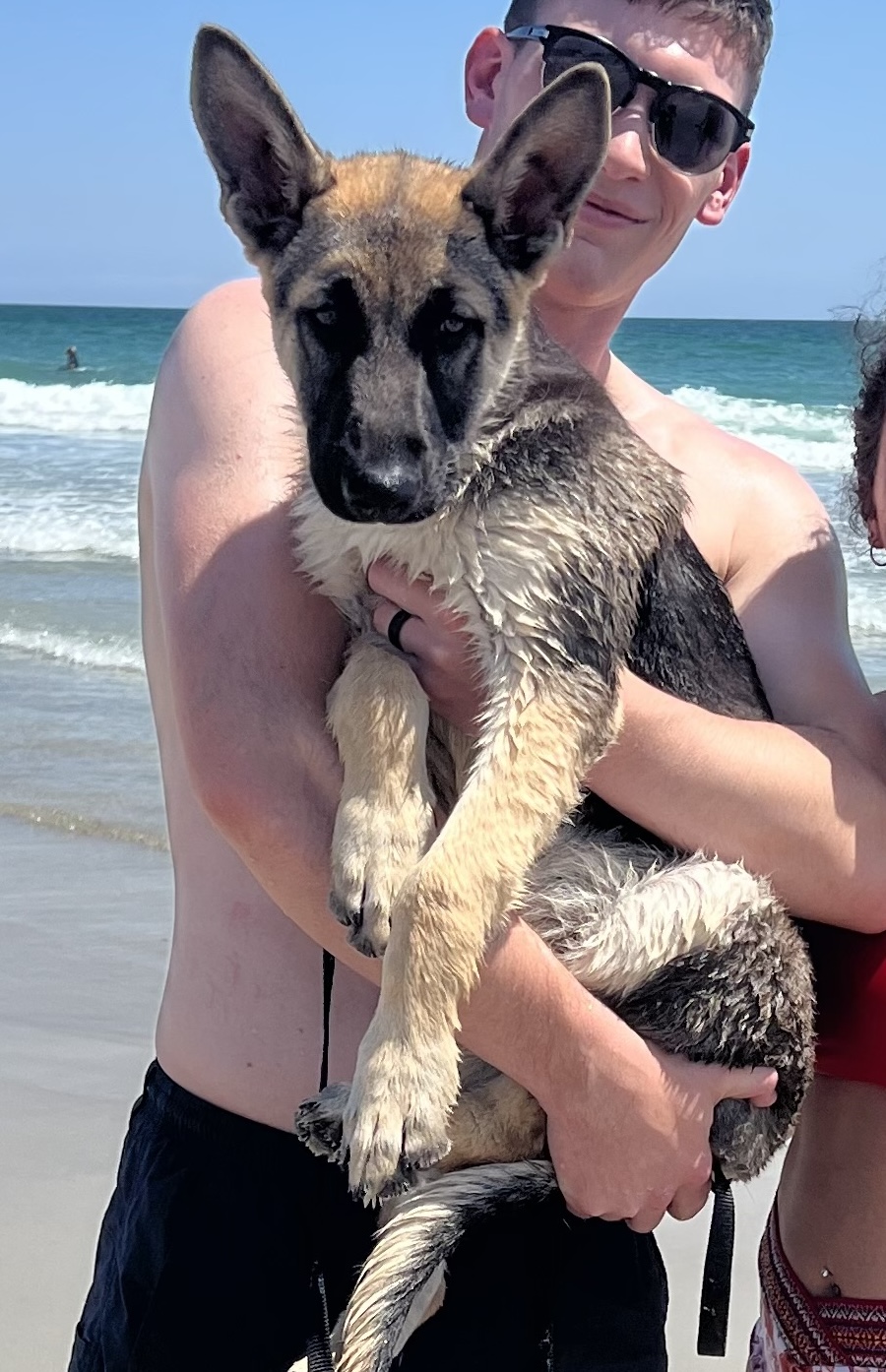 Image of Kylo, Lost Dog