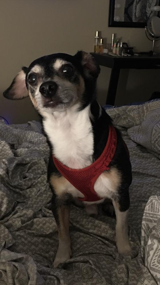 Image of gizmo, Lost Dog